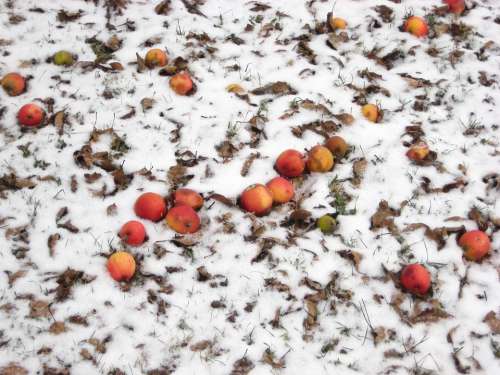 Apple Snow Winter Fruit Litter Meadow
