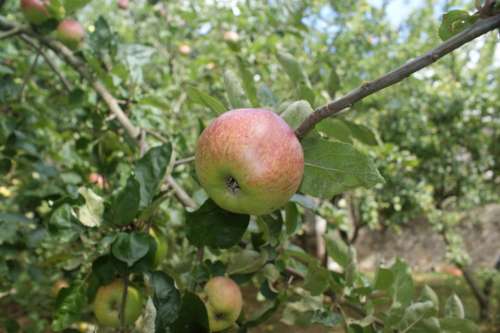 Apple Orchard Autumn Tree Fruit