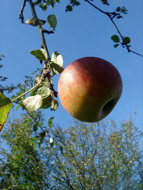 Apple Autumn Tree Fruits