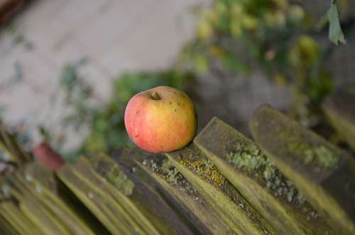 Apple Windfall Fence October Autumn