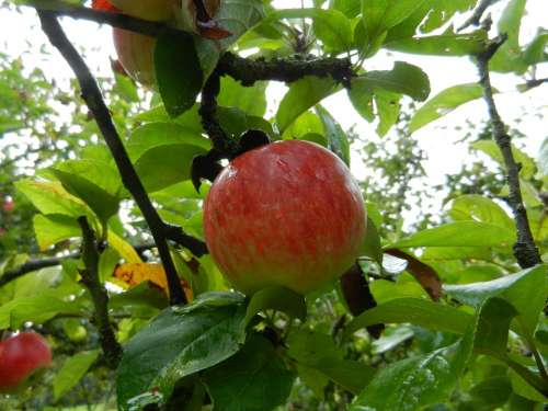 Apple Fruit Tree Manzano
