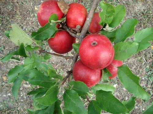 Apple Red Apple Tree Fruit