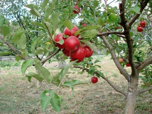 Apple Red Apple Tree Orchard