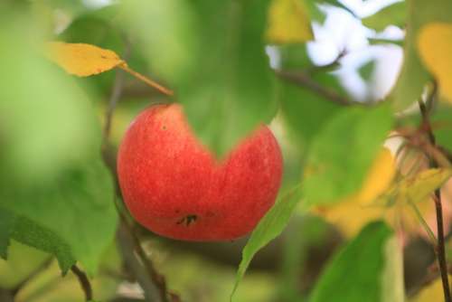 Apple Red Green Fruit Garden Autumn