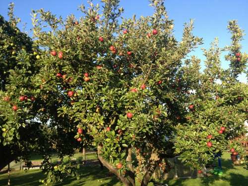 Apple Apple Tree Red Garden Autumn Apfel Rot
