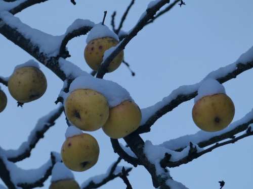 Apple Fruit Snow Cold Frozen Ice Winter Tree