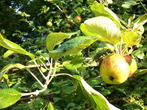 Apple Apples Apple Tree Apple Trees Nature Orchard