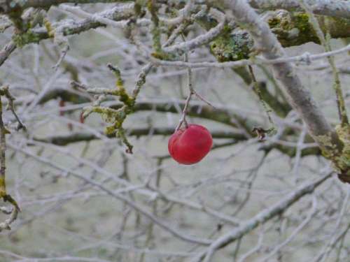Apple Winter Snow Cold Frost Season Red Fruit