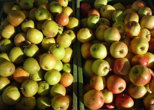 Apple Fruit Vitamins Healthy Green Obstkiste