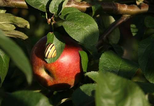 Apple Fruit Food Eat Snail Shell Branch Doubt