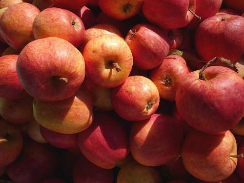 Apple Fruit Red Cook Food Eat Vitamins Healthy