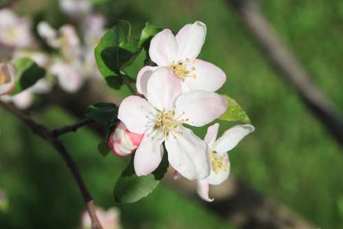 Apple April Blossom Close-Up Flowers Plants