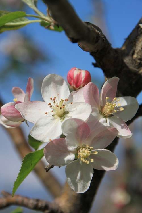 Apple April Blossom Close-Up Flowers Plants