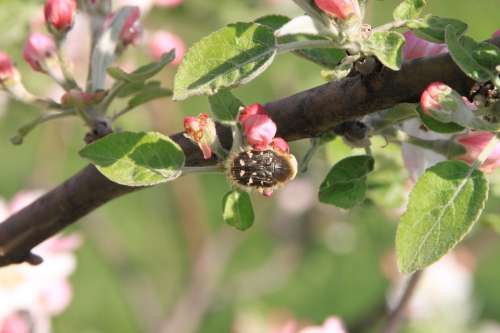 Apple Beetles Flowers Pollinating Pollination