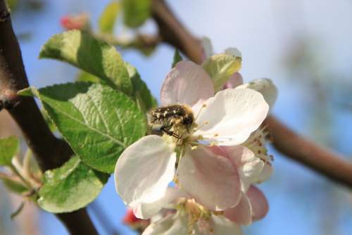 Apple Beetles Flowers Pollinating Pollination