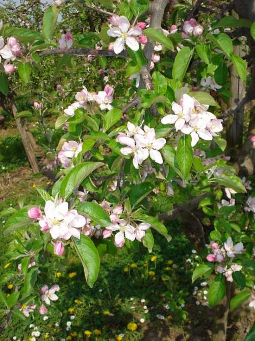 Apple Blossom Apple Tree Blossom Bloom White Pink