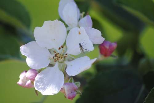 Apple Blossom Insect Closeup