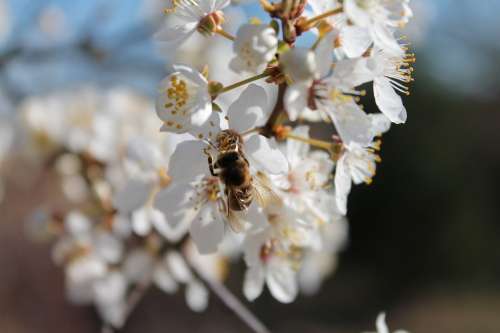Apple Blossom Blossom Bee Spring Sunshine Blossom