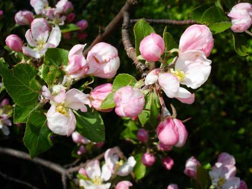 Apple Blossom Blossoms Tree Branch Spring Nature