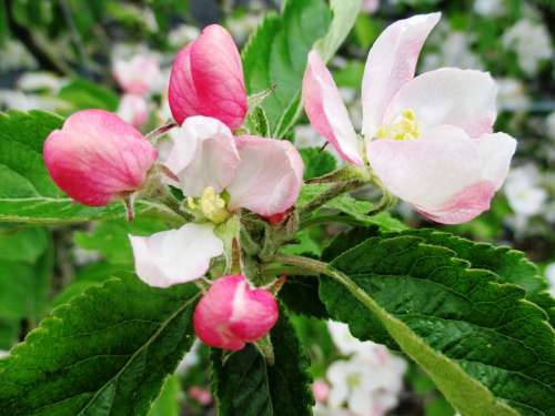 Apple Blossom Orchard Pink White Kernobstgewaechs
