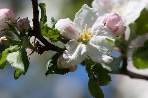 Apple Blossom Bloom Flowers Spring Lenz One