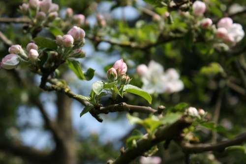 Apple Blossom Apple Tree Spring Branch Bloom Bud