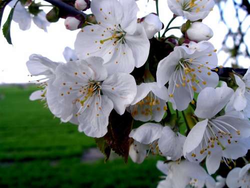 Apple Blossom Blossom Spring White Apple Tree