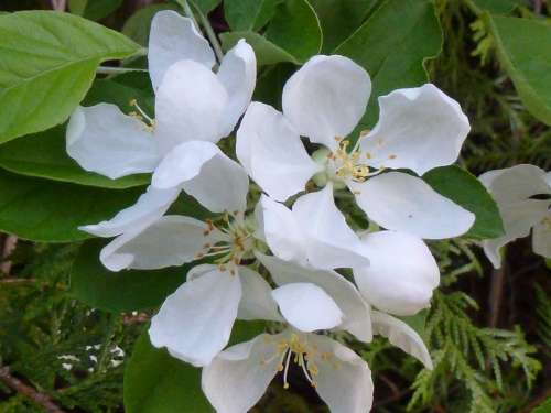 Apple Blossom White Apple Flower Branch Leaf