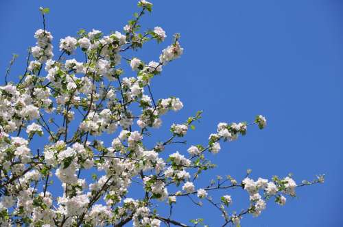 Apple Blossom Spring Apple Tree Tree Branch Bloom