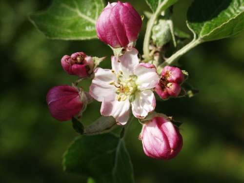 Apple Blossom Spring Nature Pink