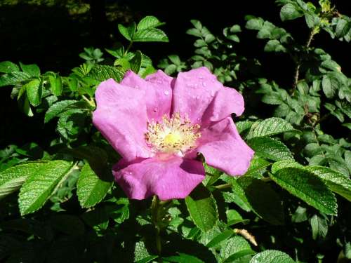 Apple Rose Flower Rose Blossom Bloom Raindrop