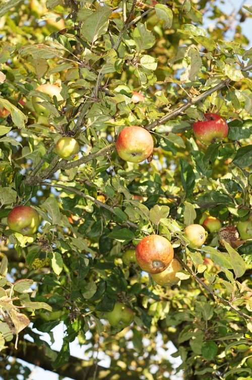 Apple Tree Apple Leaves Fruit Healthy Fresh