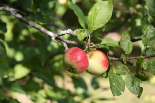 Apple Tree Apple Fruits Apples Fresh Tree
