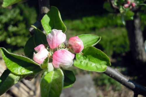 Apple Tree Apple Blossom Blossom Bloom White Pink