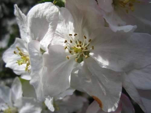 Apple Tree Apple Tree Flowers White Spring Blossom