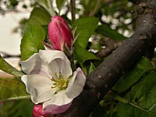 Apple Tree Flower Bud Spring Branch Macro Foliage