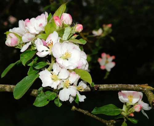 Apple Tree Apple Tree Flowers Spring