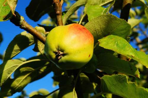 Apple Tree Apple Branch Leaves Fruit Healthy