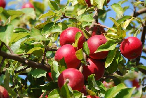 Apple Tree Apple Orchard