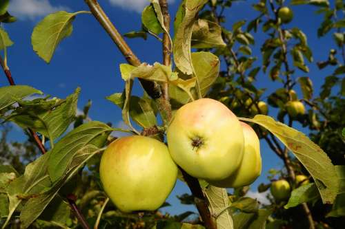 Apple Tree Apple Fruit Fresh Healthy Food Garden
