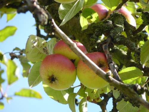 Apple Tree Apple Fruit Autumn