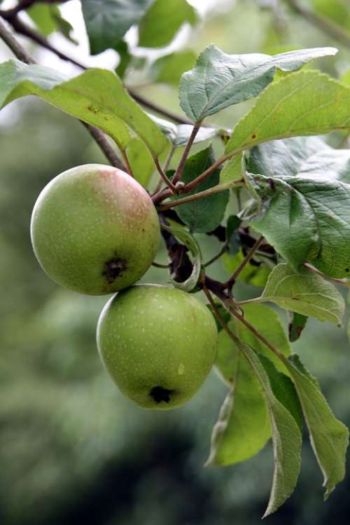 Apple Tree Apple Fruit Garden Branch Fruits Food