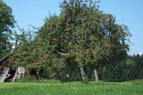 Apple Tree Nature Romantic Tree Apple Branch