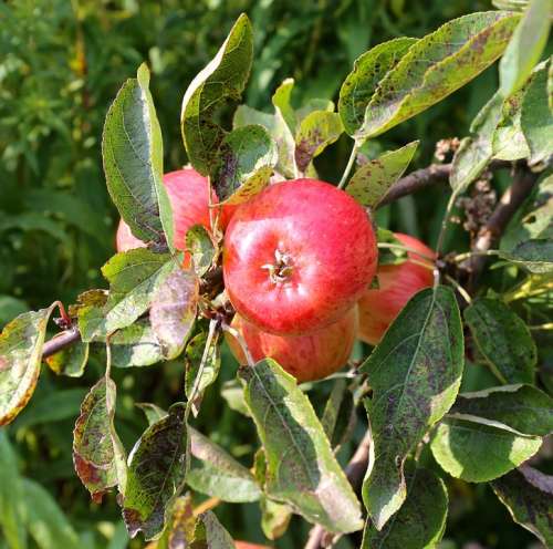 Apple Tree Apple Rome