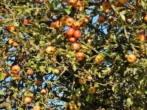 Apple Tree Apfelernte October Fruit Autumn Tree