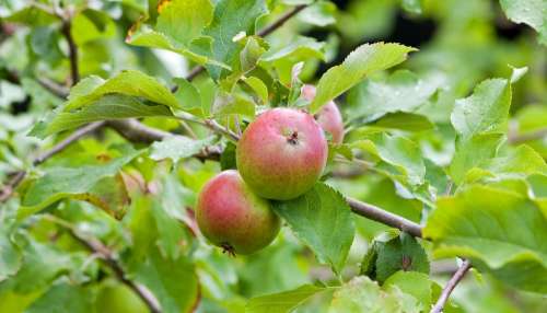 Apples Apple Fresh Tree Fruit Food Photo Image