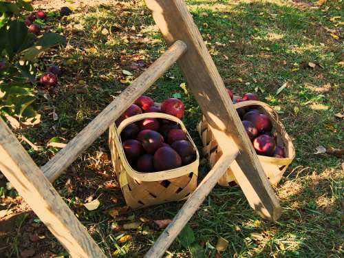 Apples Apple Picking Ladder Orchard Basket Nature