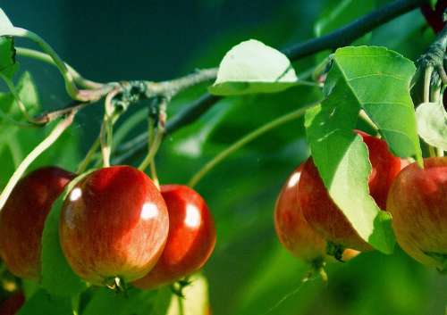 Apples Small Small Apples Ornamental Plants Fruit