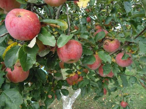 Apples Autumn Fruit Healthy Garden Apple Tree