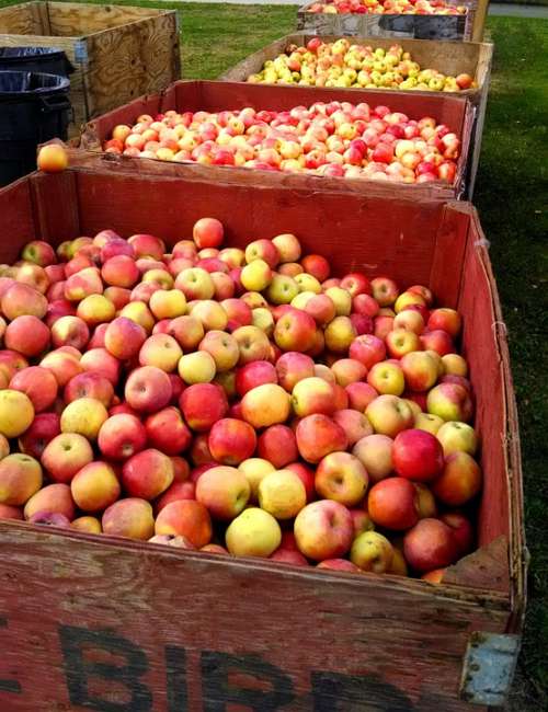 Apples Fruit Harvest Fresh Natural Apple Food